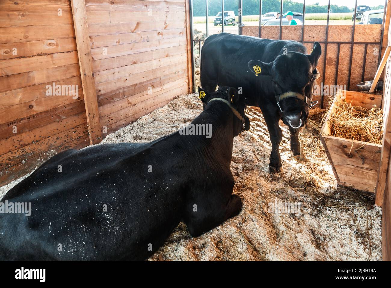Portrait of a cow with a calf in the farm Stock Photo - Alamy