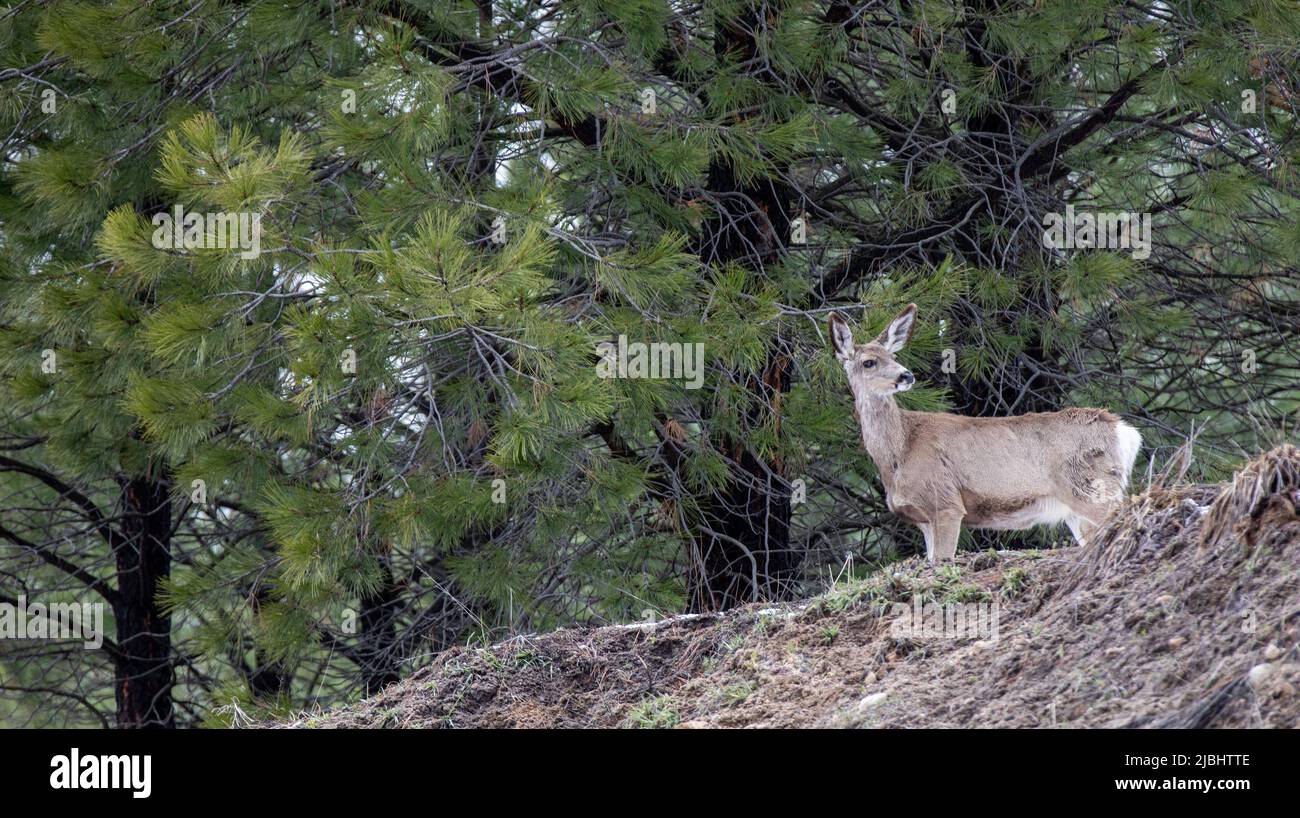 deer hiding on top of a little hill Stock Photo