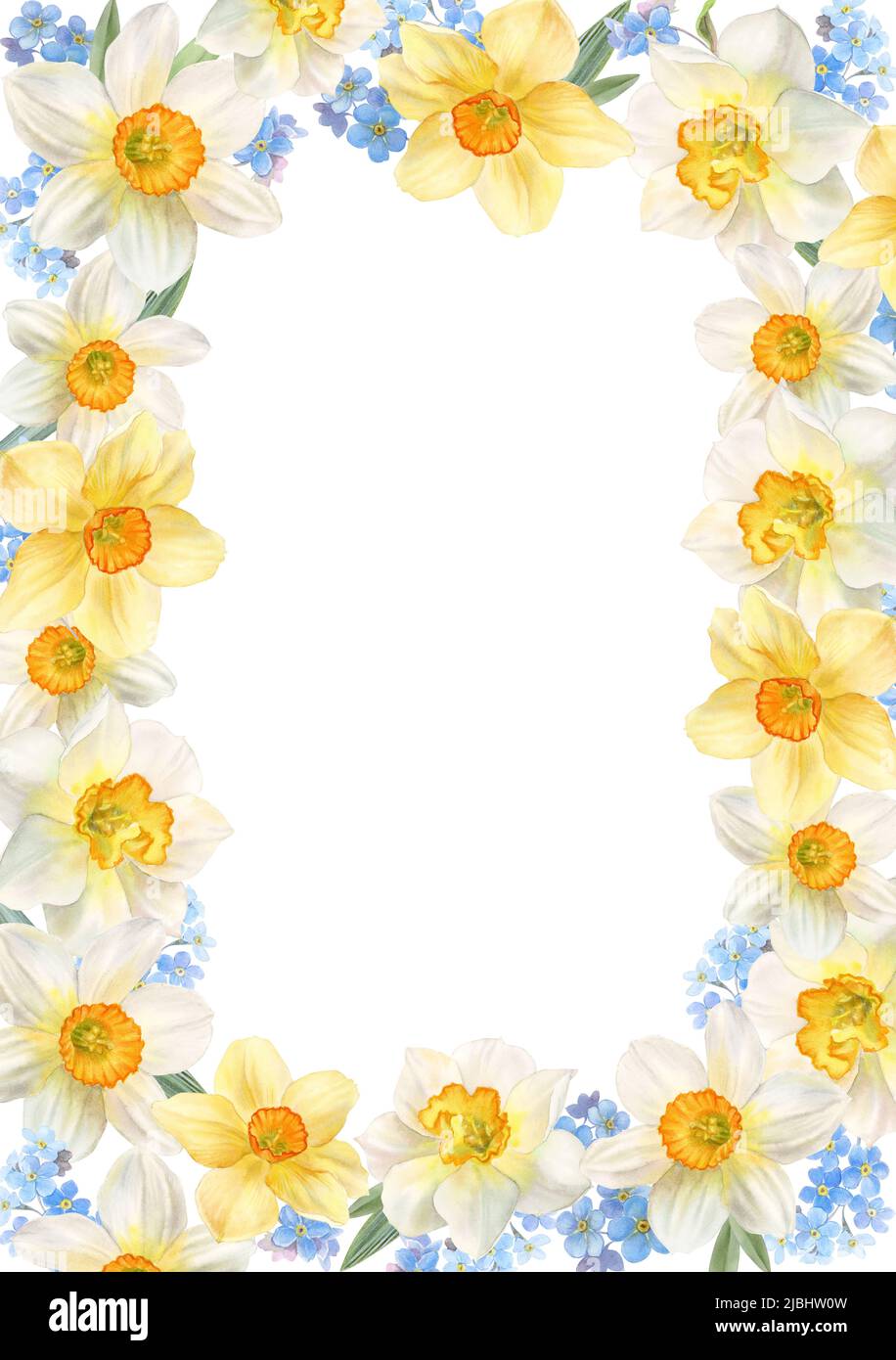 Frame with spring flowers, daffodils and watercolor illustration Stock Photo Alamy