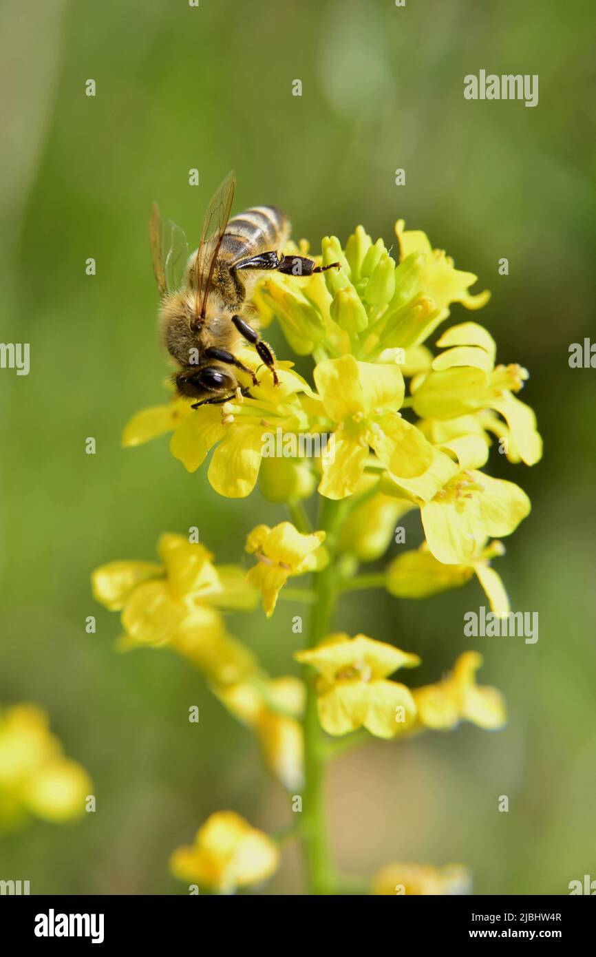 Bee pollinating rapeseed flower Stock Photo