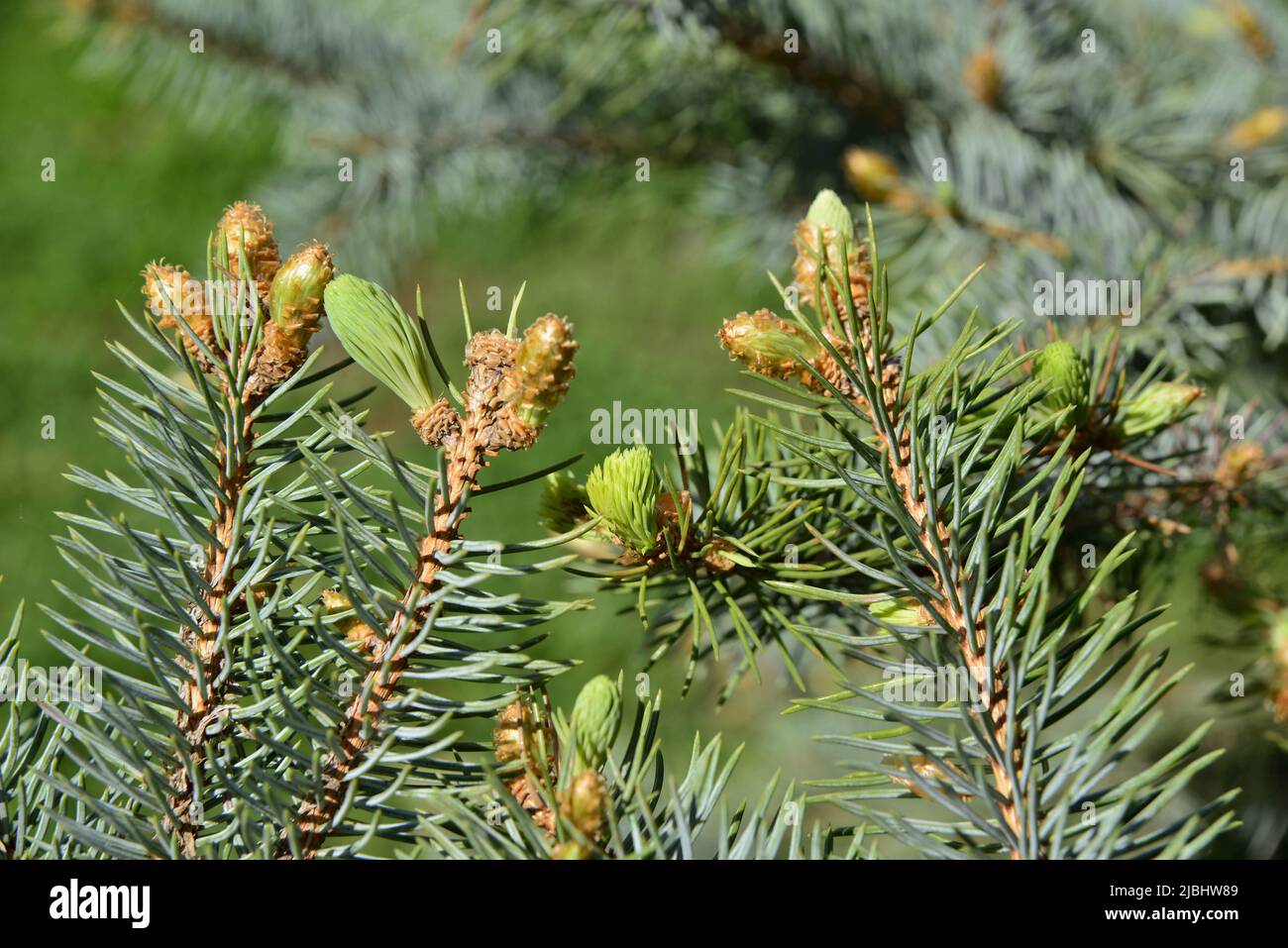 White fir shoots in Spring Stock Photo