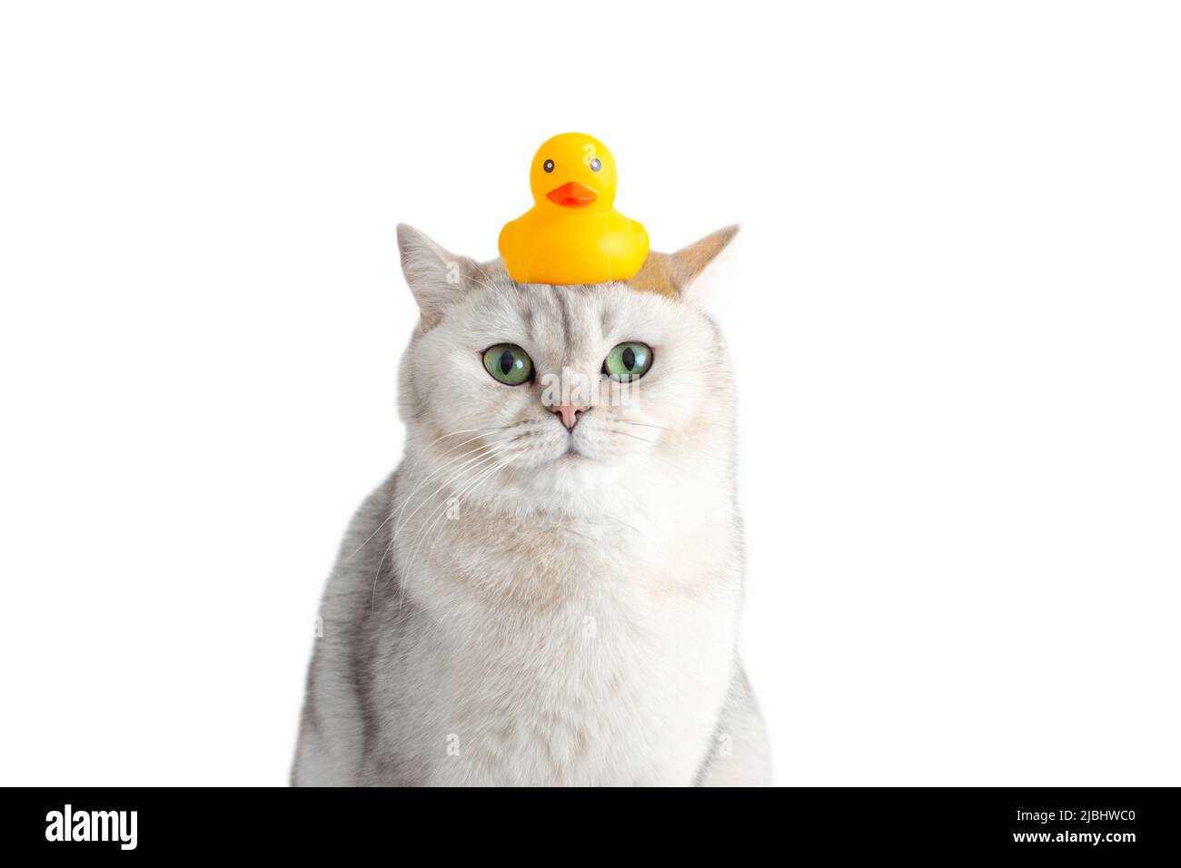 Funny white cat sits with a yellow rubber duck on his head, on a white background. Stock Photo