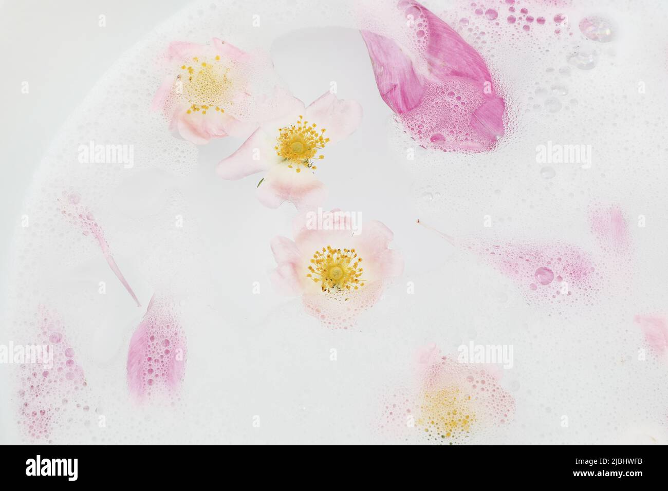 Pink dog rose flowers and peony petals floating and sinking in water. Fam bath, spa. Health, cosmetic and relaxation concept. Floral feminine web Stock Photo