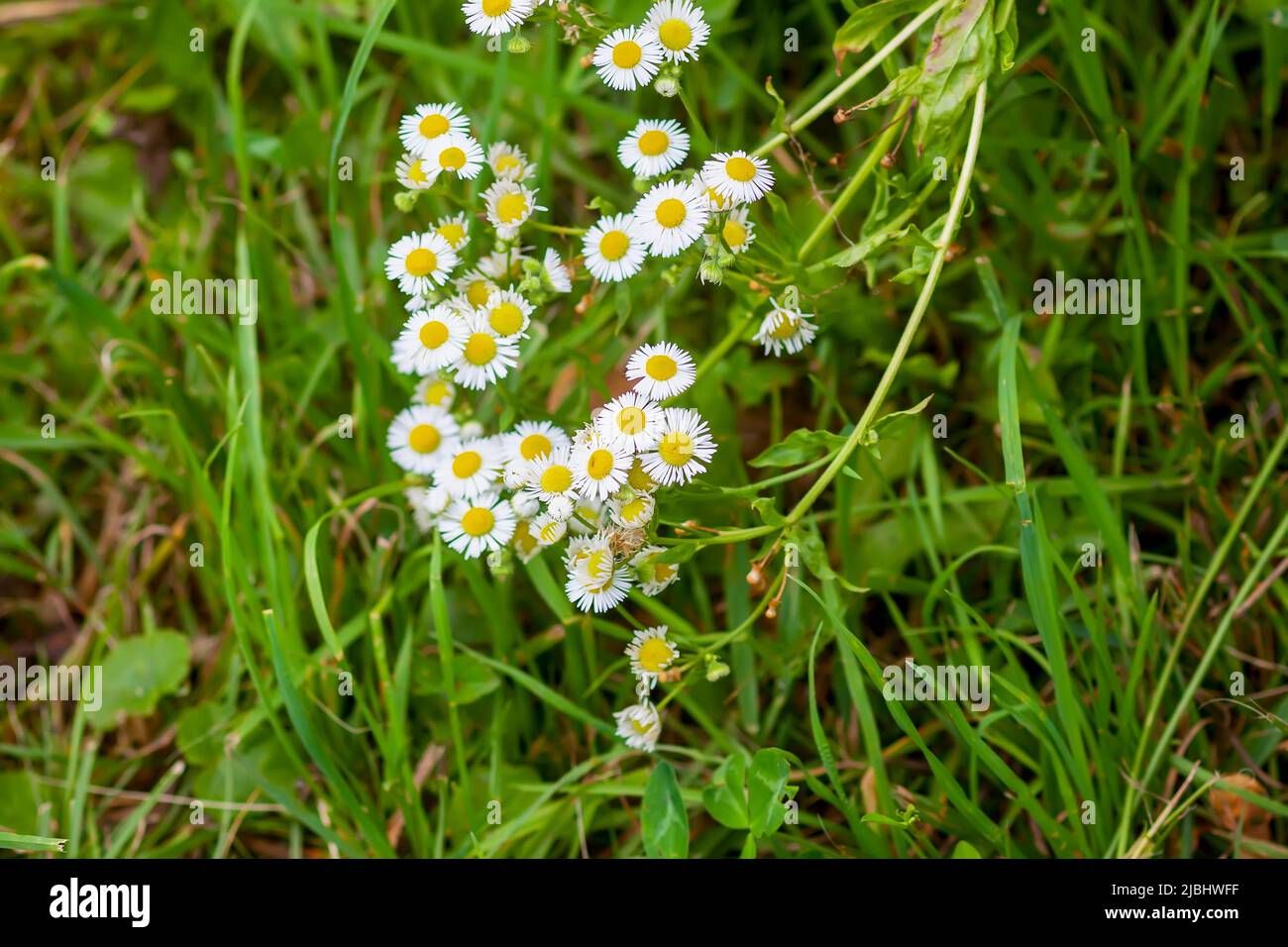 Daisy in meadow rich flowers hi-res stock photography and images - Alamy