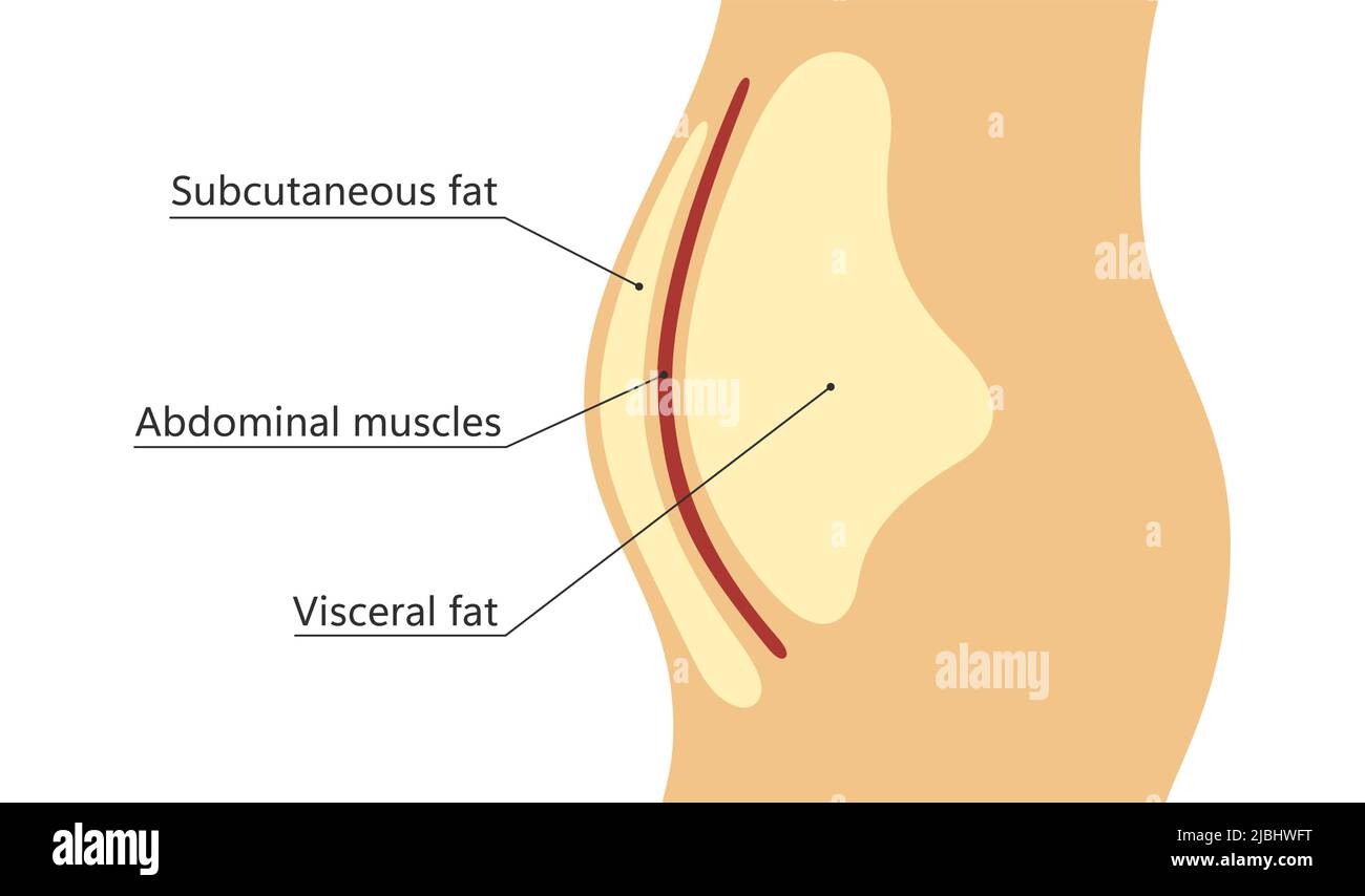 Abdomen structure Stock Vector Images - Alamy