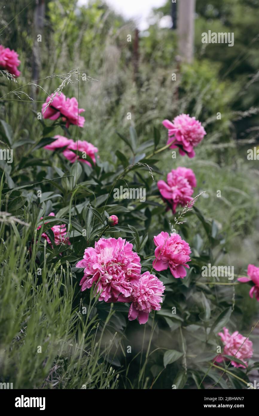Blooming pink peonies flowers with blurred grass and lavender in green garden. Seelective focus. Summer gardening concept. Vertical composition Stock Photo