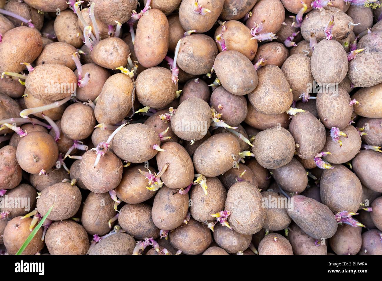 Many potatoes with young shoots are prepared for planting Stock Photo