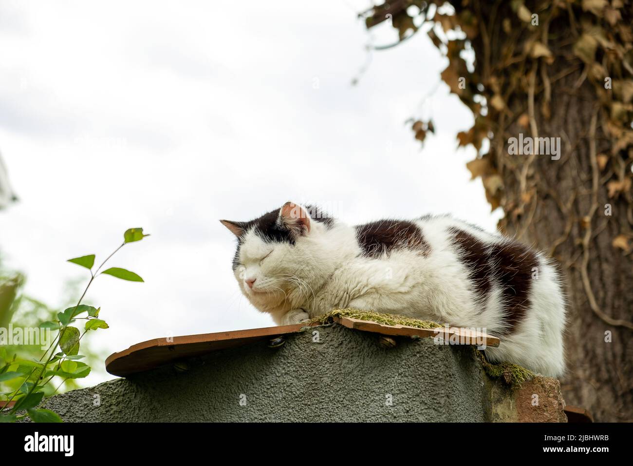 An outdoor sleepy fluffy cat in black and white sits on a fence in the ...