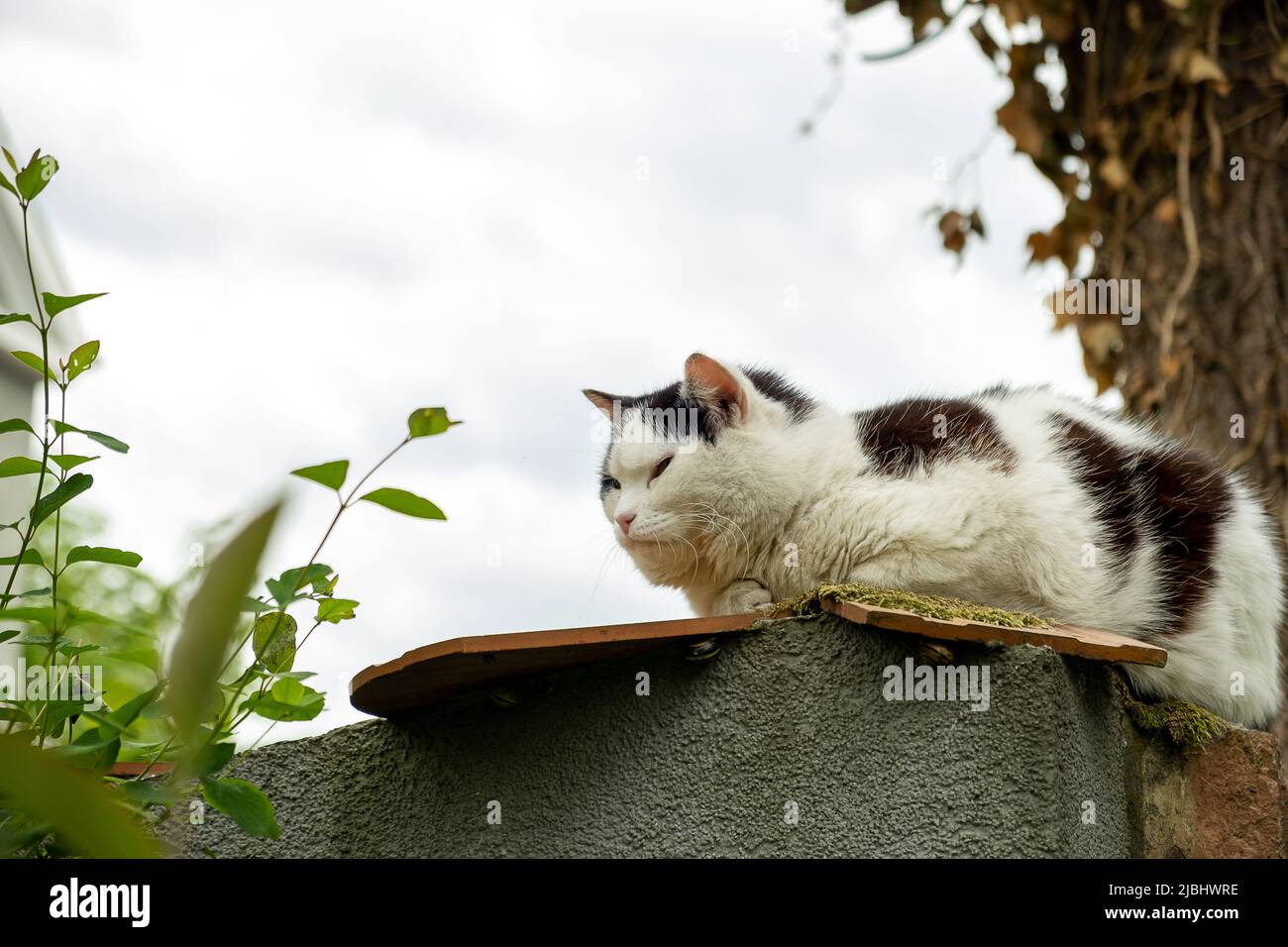 An outdoor sleepy fluffy cat in black and white sits on a fence in the ...