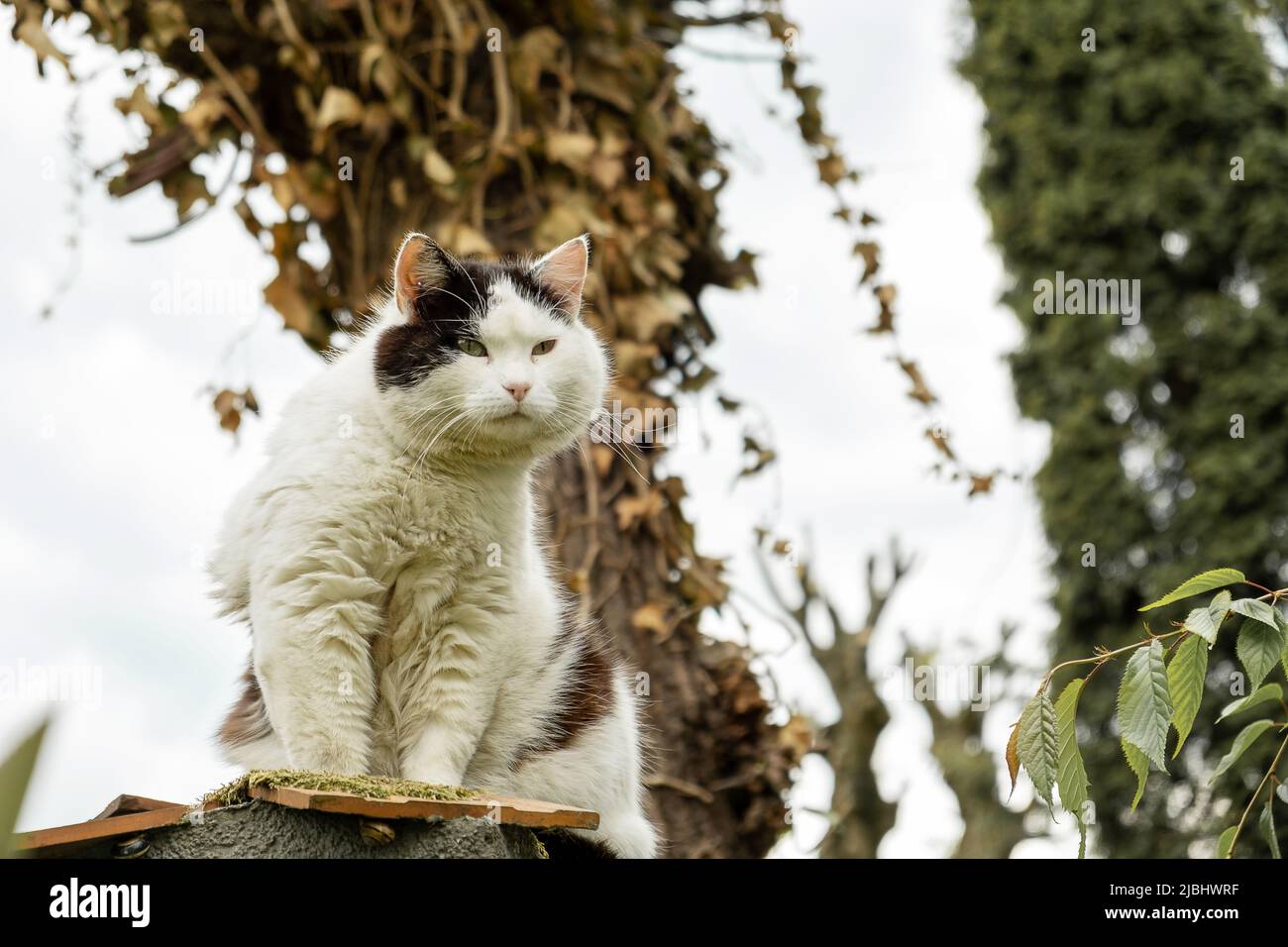 Street fluffy cat in black and white sits on a fence in the countryside ...