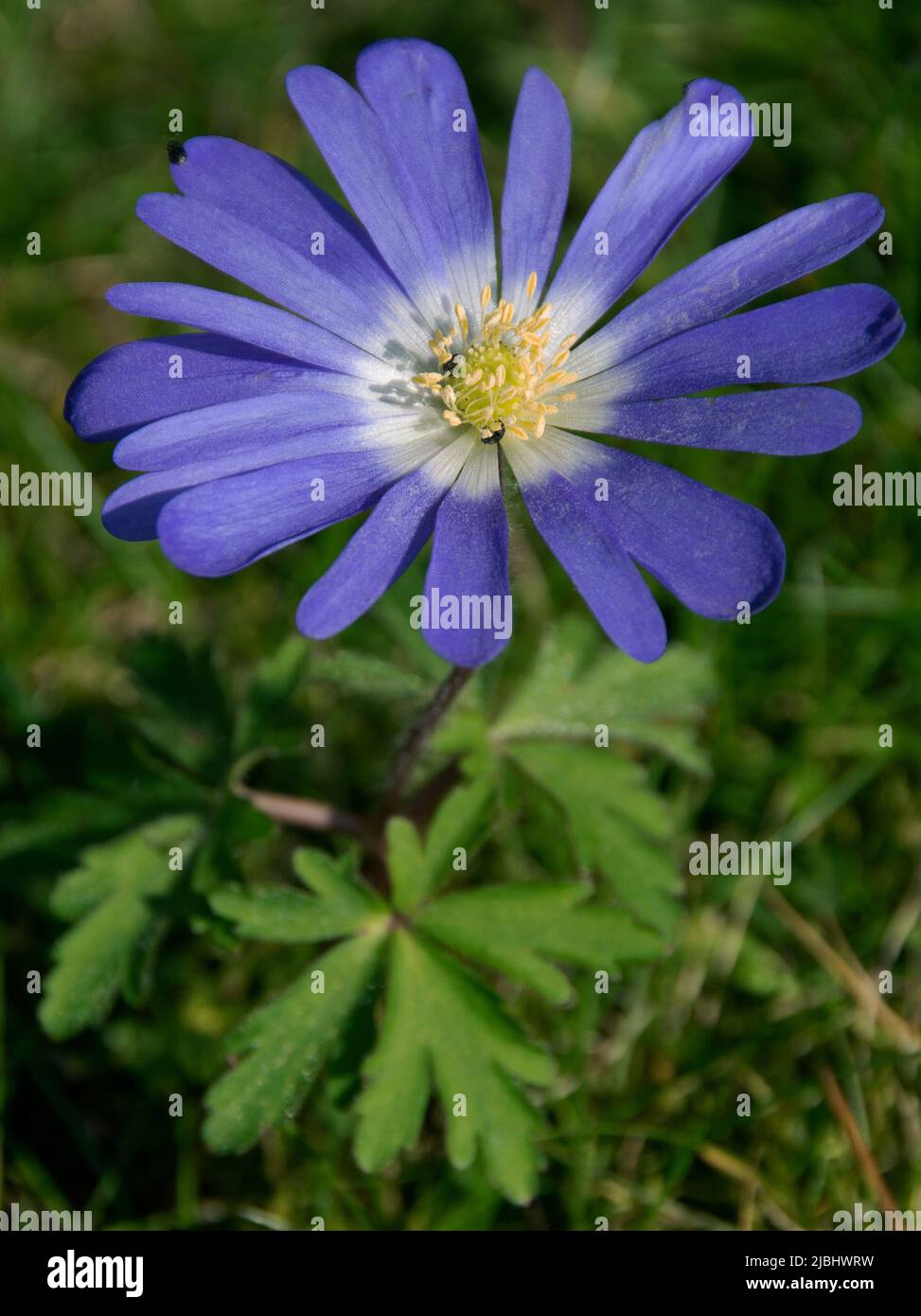 Anemone blanda with ladybirds - with large, daisy-like blue and white flowers  is perfect for naturalising under trees and shrubs. Its early spring bl Stock Photo