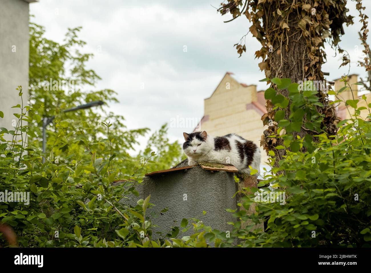 Street fluffy cat in black and white sits on a fence in the countryside ...