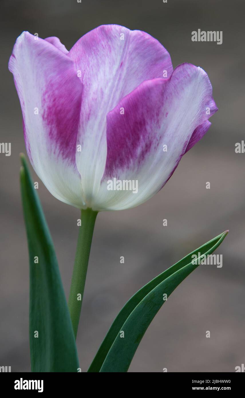 Tulipa 'Curiosity' has white flowers with a lilac edge and make ideal cut flowers. Stock Photo