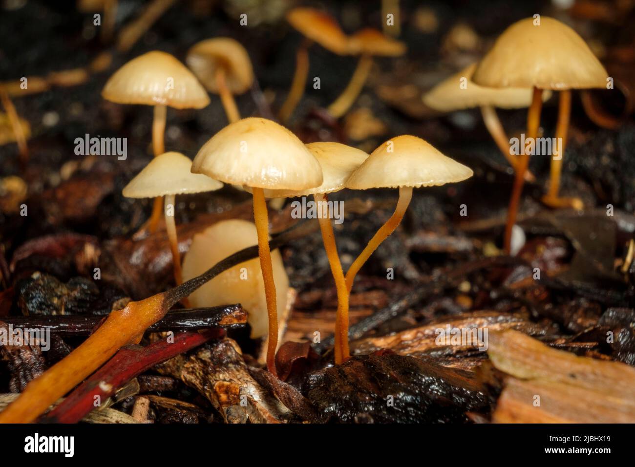 Fungi after the rain at John Oxley Reserve Stock Photo