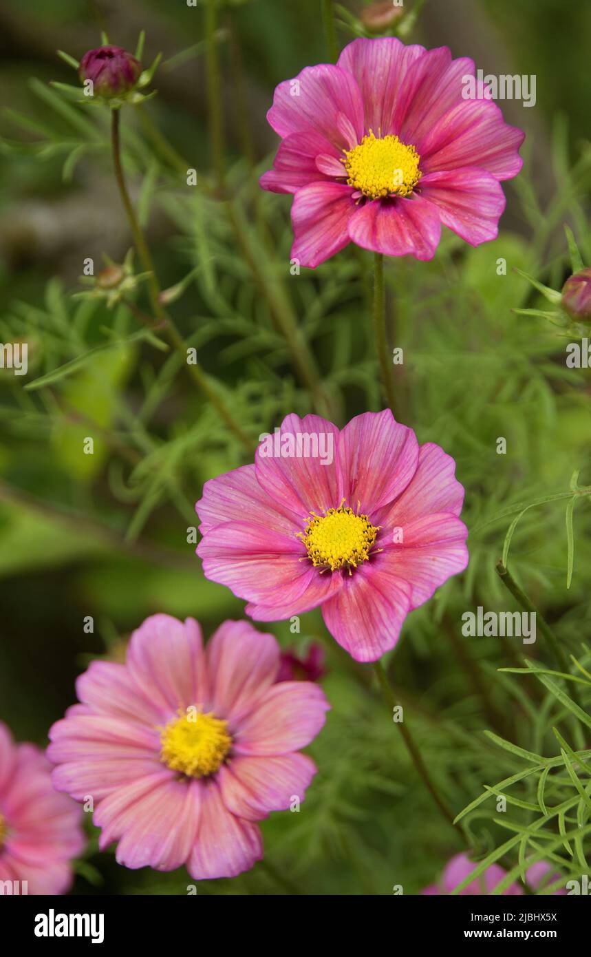 Cosmos Double Click Bicolor Pink - Cosmos Bipinnatus à Fleurs Doubles - Foto 7