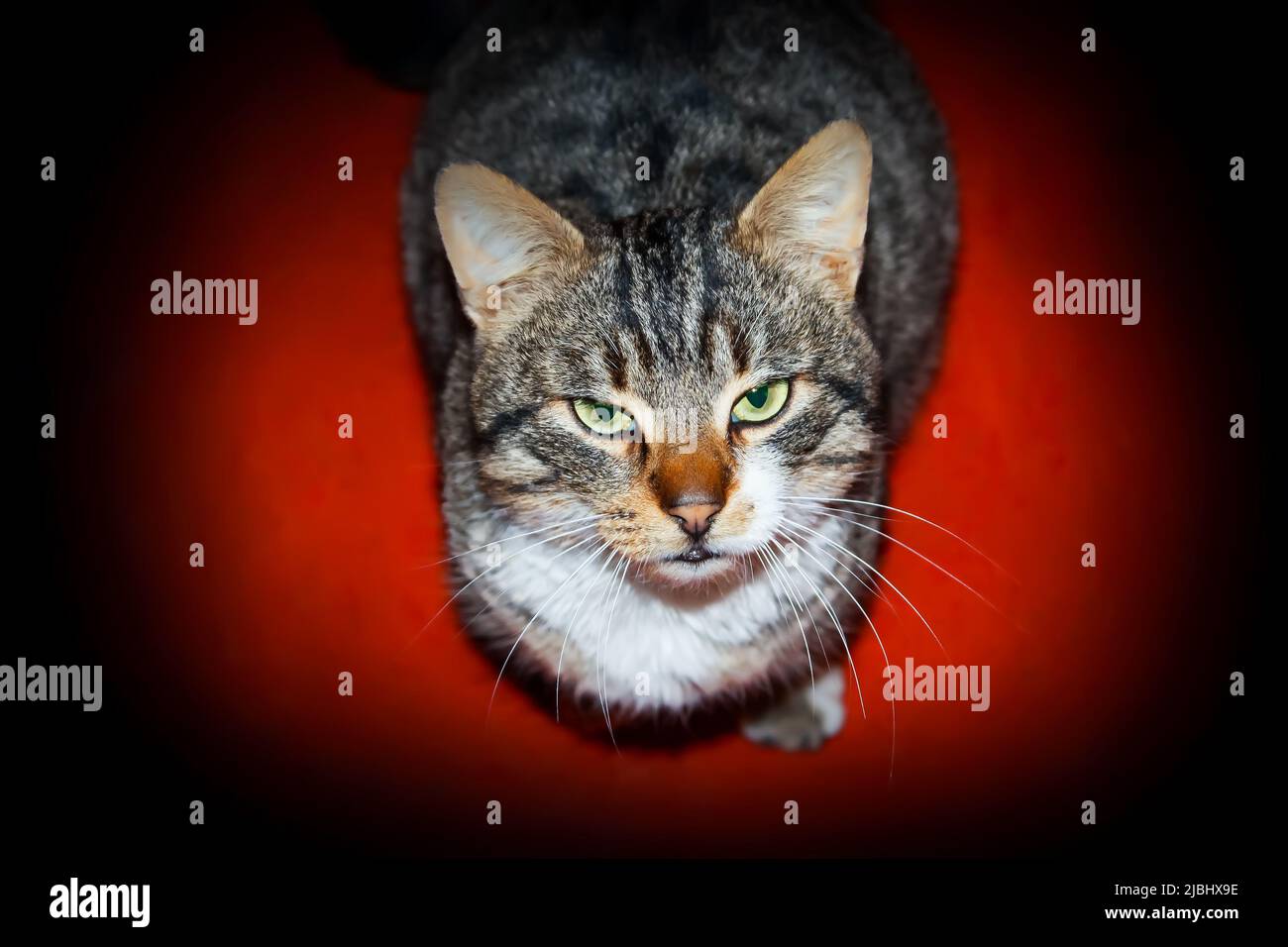 Portrait of the domestic cat Stock Photo - Alamy