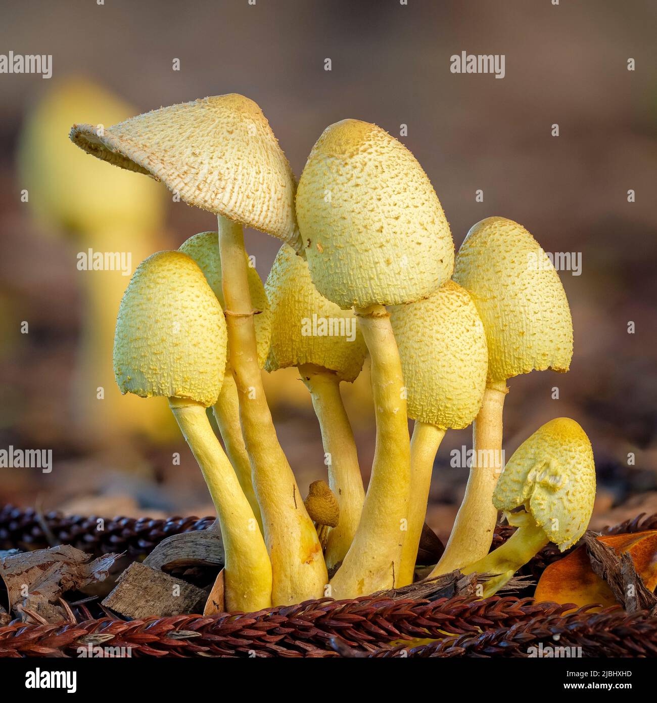 Butlins Bognor final years celebration 2020s