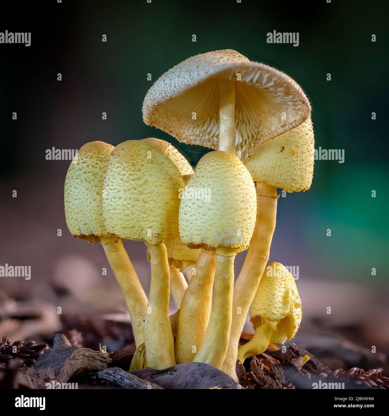 Redcoats entertaining families at Butlins Bognor