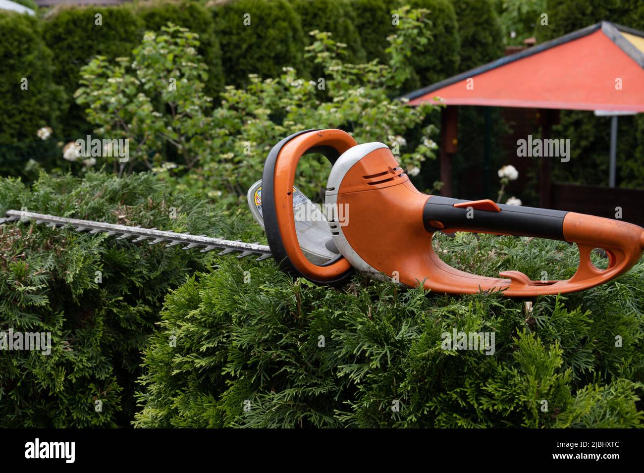 Trimming beautiful green thuja in the garden with an electric hedge saw. Hedge trimming with a professional long blade saw. Stock Photo
