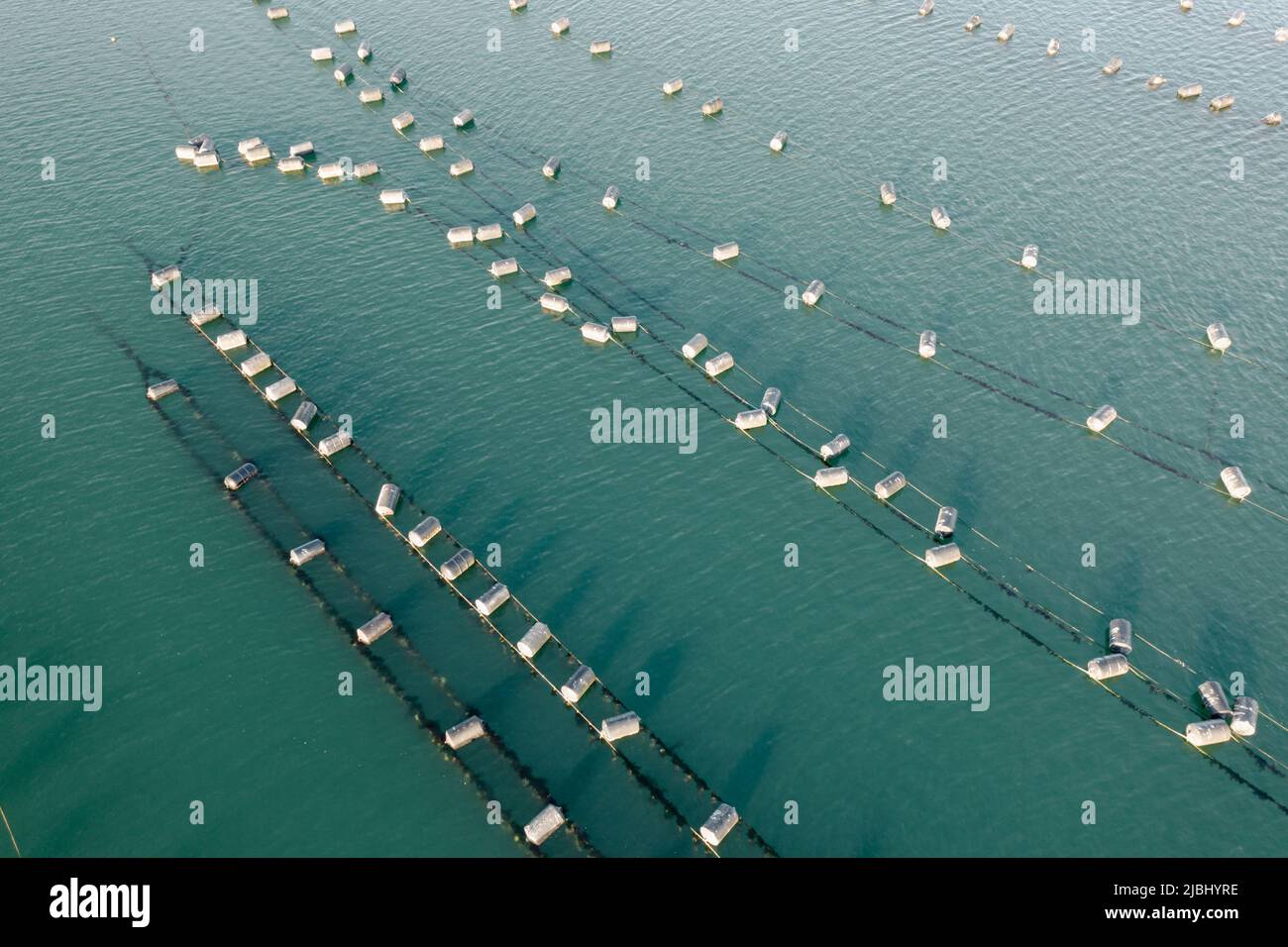 Oyster farming pacific northwest hires stock photography and images Alamy