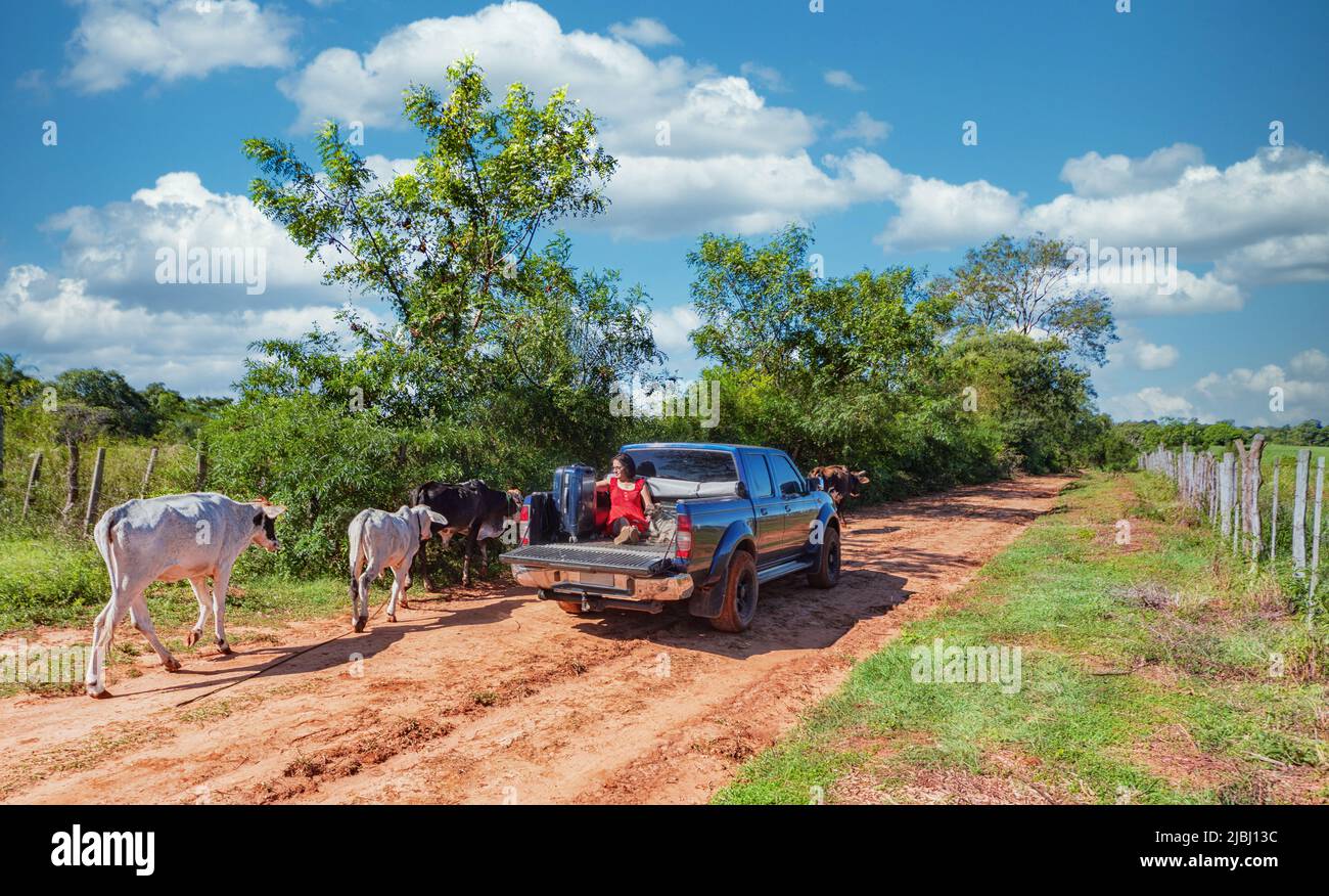 Woman sits in the back of a pickup truck with a dog and suitcase as free-roaming cows walk past her, all on a typical red sand road in Paraguay. Stock Photo