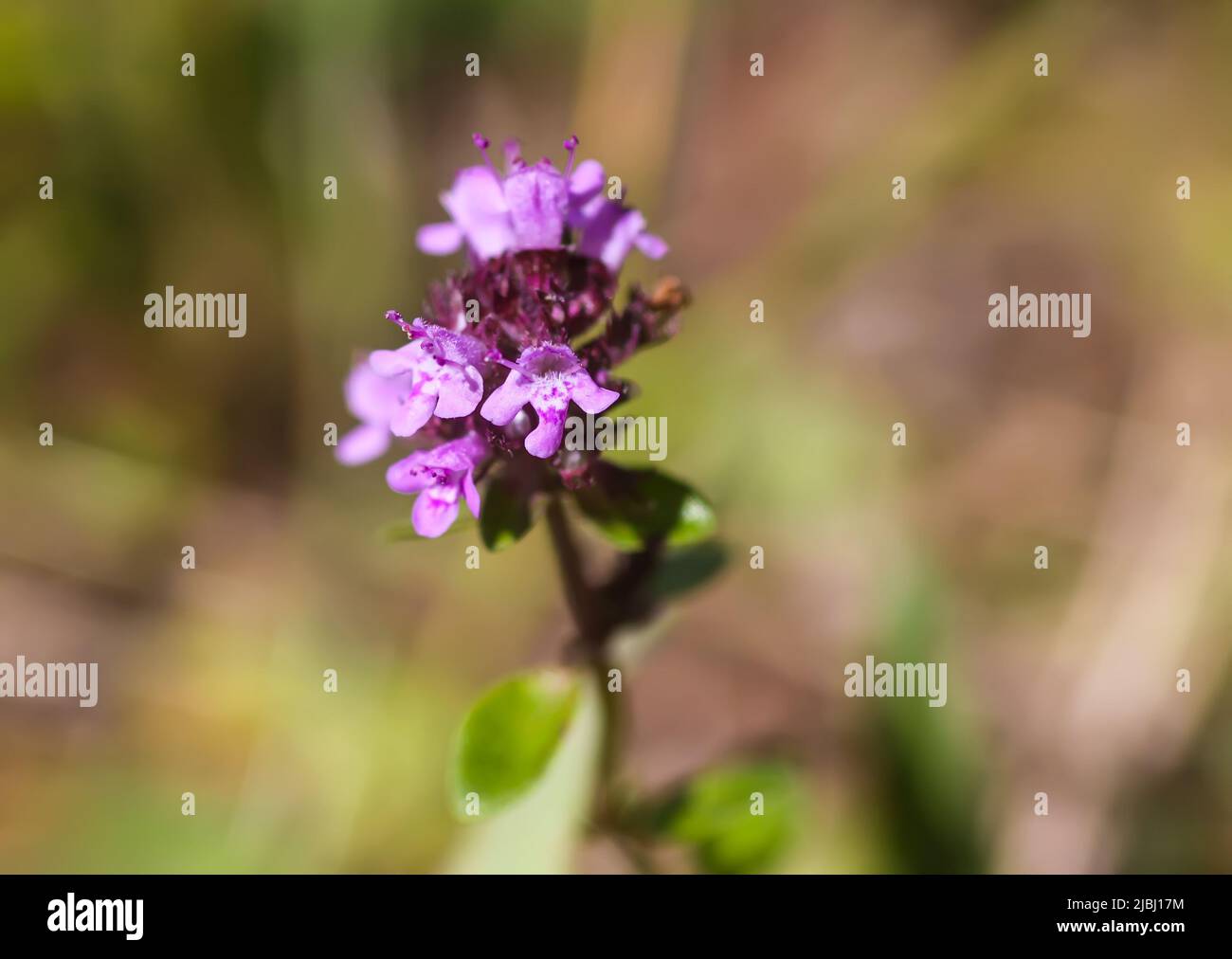 Thyme plant growing in the herb garden. Medical herbs Stock Photo Alamy