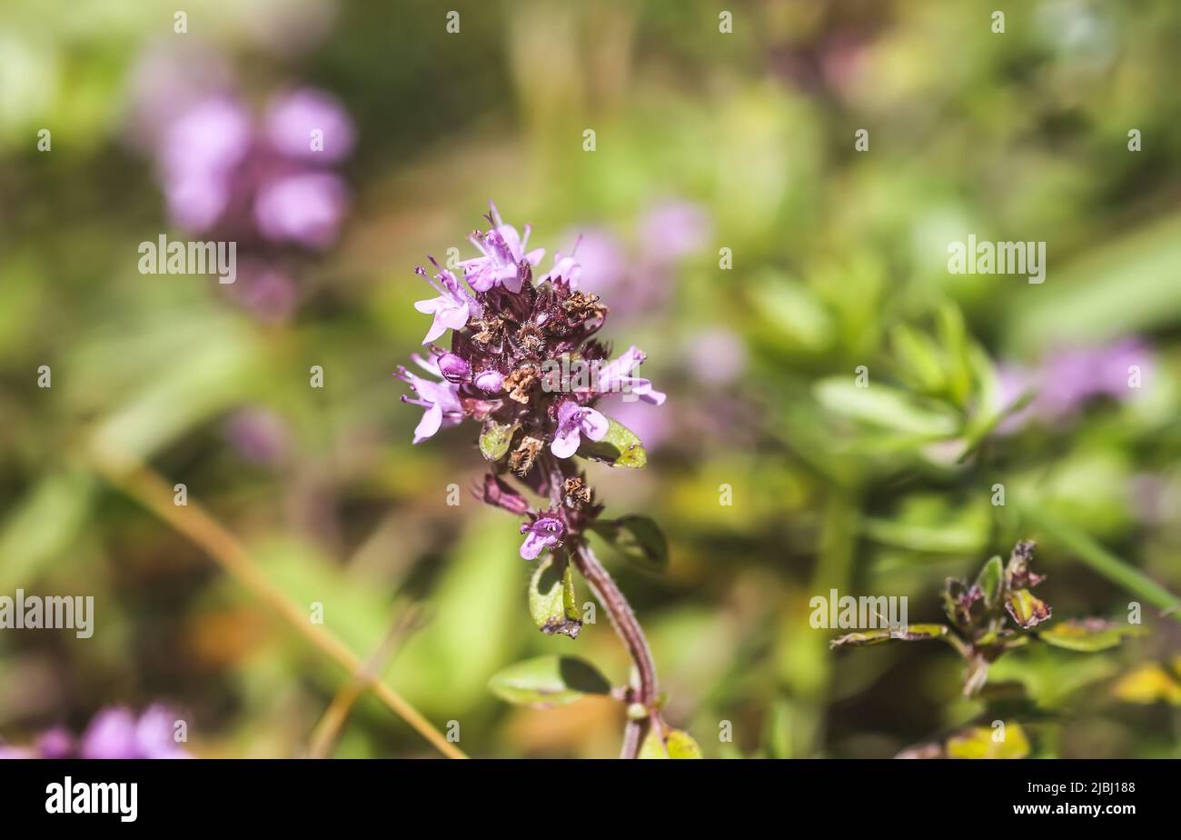 Thyme plant growing in the herb garden. Medical herbs Stock Photo Alamy