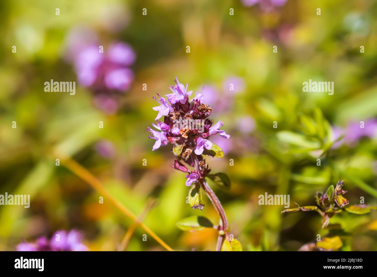 Thyme plant growing in the herb garden. Medical herbs Stock Photo Alamy