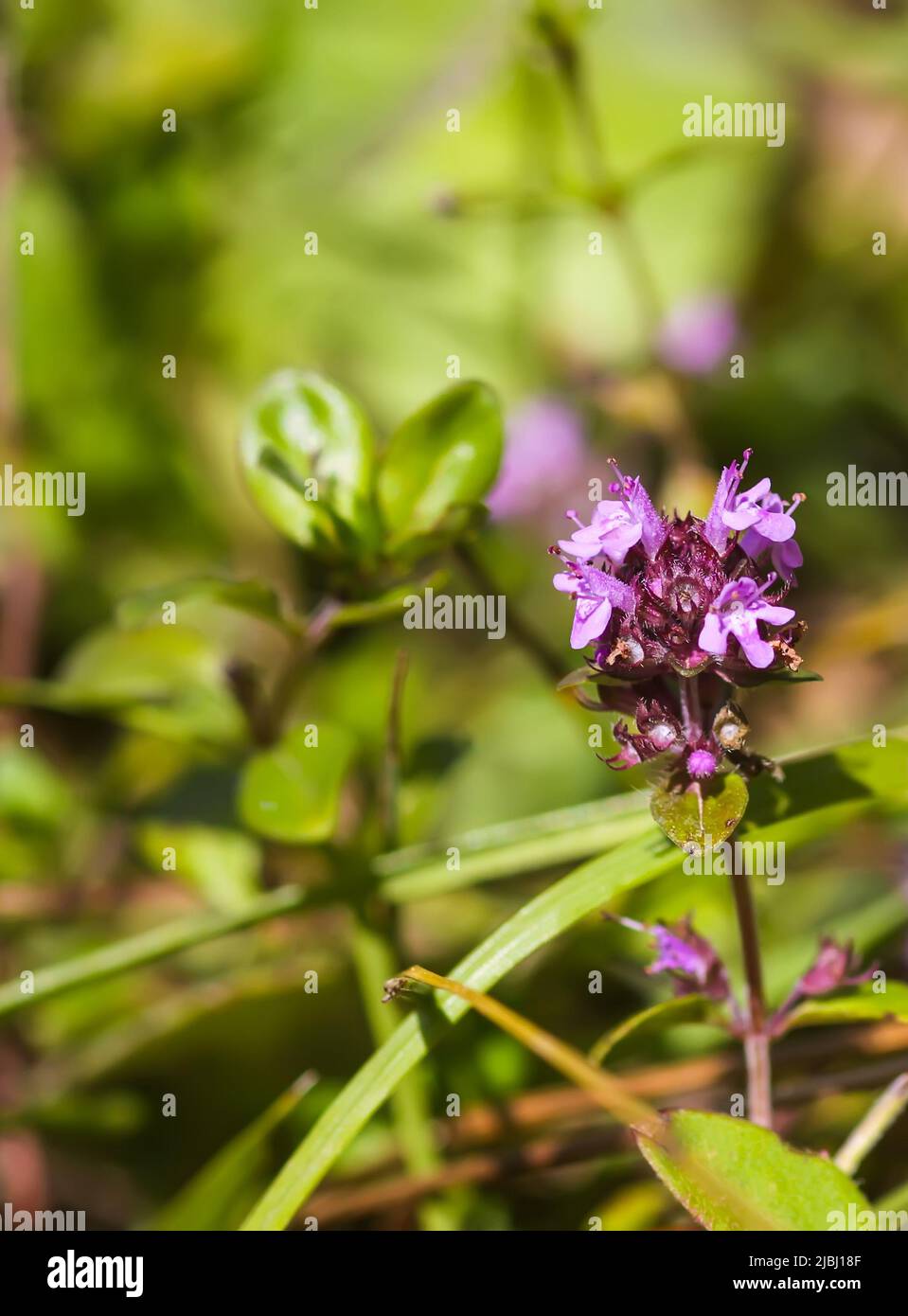 Thyme plant growing in the herb garden. Medical herbs Stock Photo Alamy