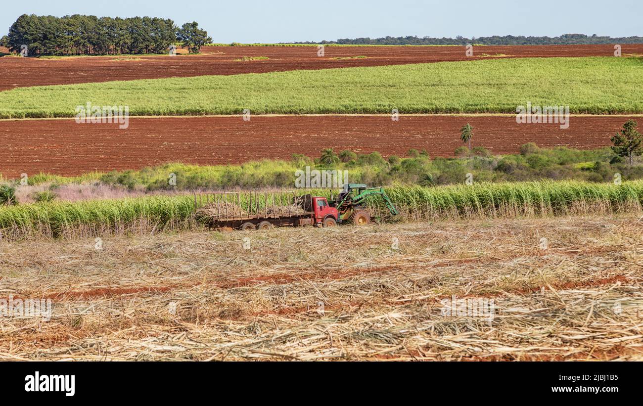 Harvesting from one of the huge sugar cane fields in Paraguay with outdated harvesters. Stock Photo