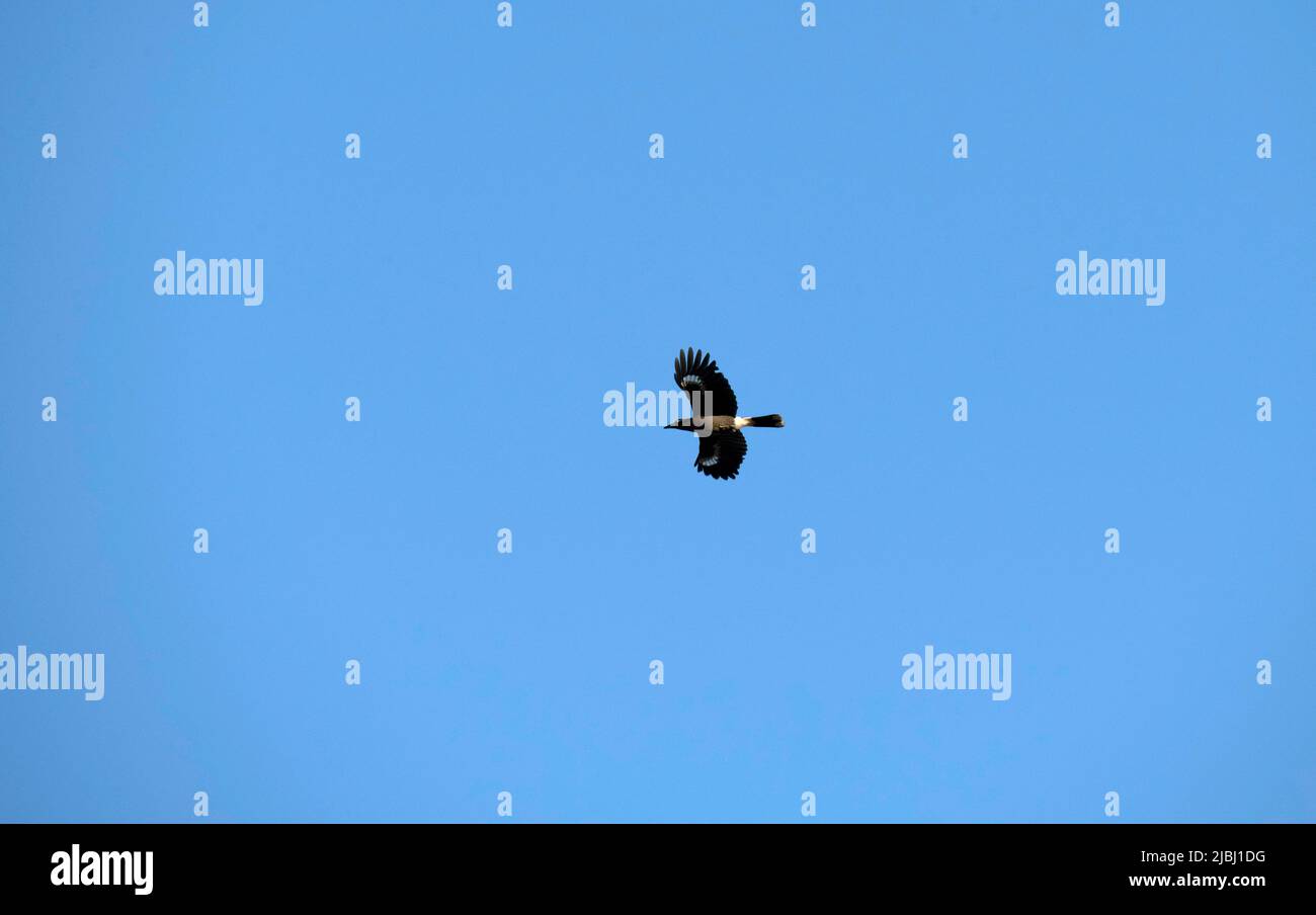 A bird flying in the sky in Sydney, NSW, Australia (Photo by Tara Chand Malhotra) Stock Photo