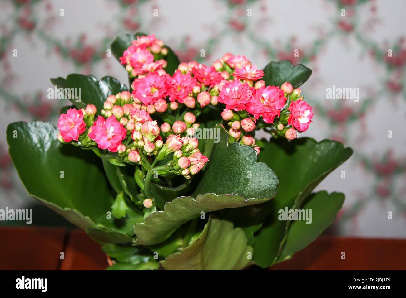 Chalanchoe Calandiva plant in bloom. House plants in floral pot Stock Photo