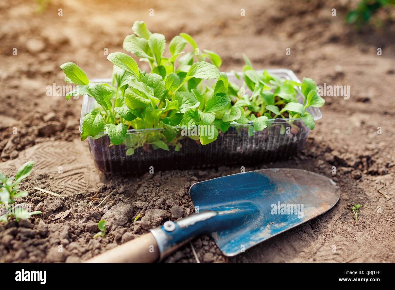 Transplanting foxglove seedlings into soil in summer garden using shovel. Growing flowers from