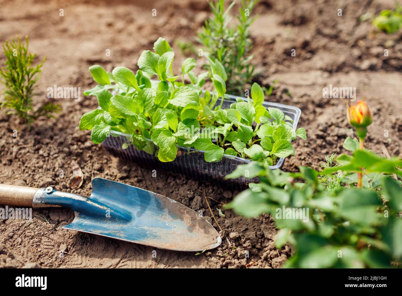 Foxglove seedling hires stock photography and images Alamy