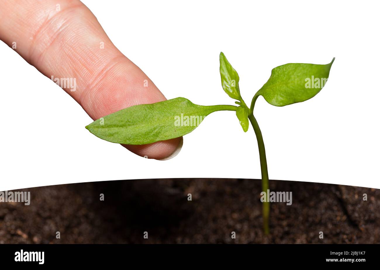 A woman's finger touches a tender seedling, isolated on a white background. Stock Photo