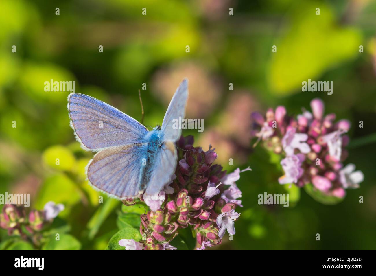 Close-up of a blue butterfly (Lycaenidae) on purple flowers with a blurred green background Stock Photo