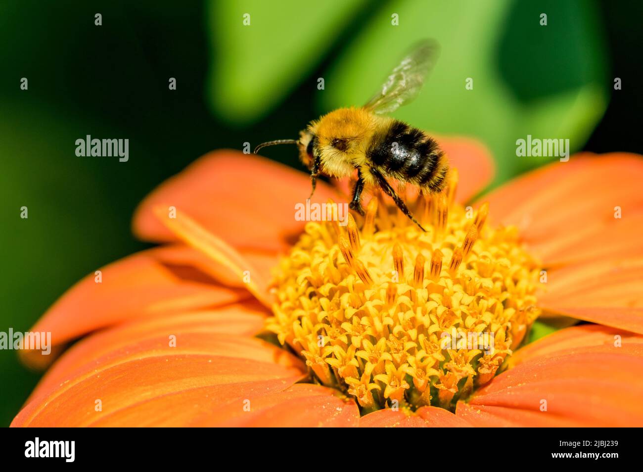 Orange bee hires stock photography and images Alamy