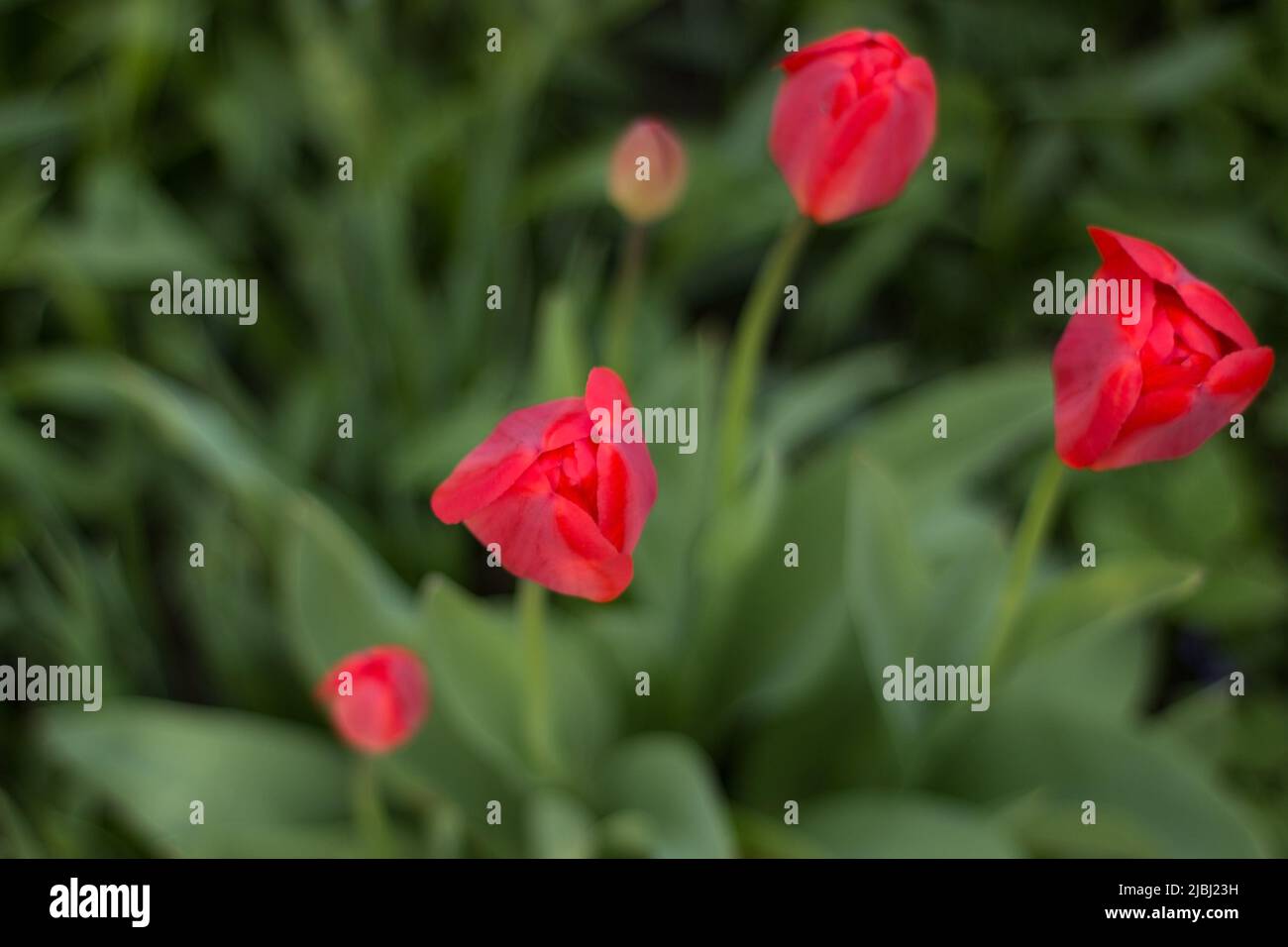 Red tulip with leaves in a garden flowerbed Stock Photo