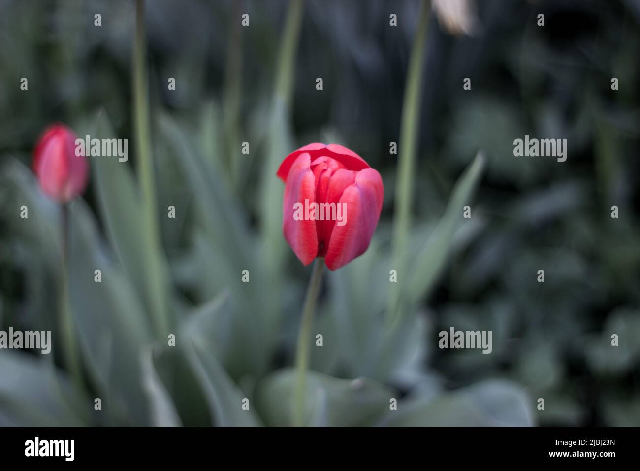 Red tulip with leaves in a garden flowerbed Stock Photo