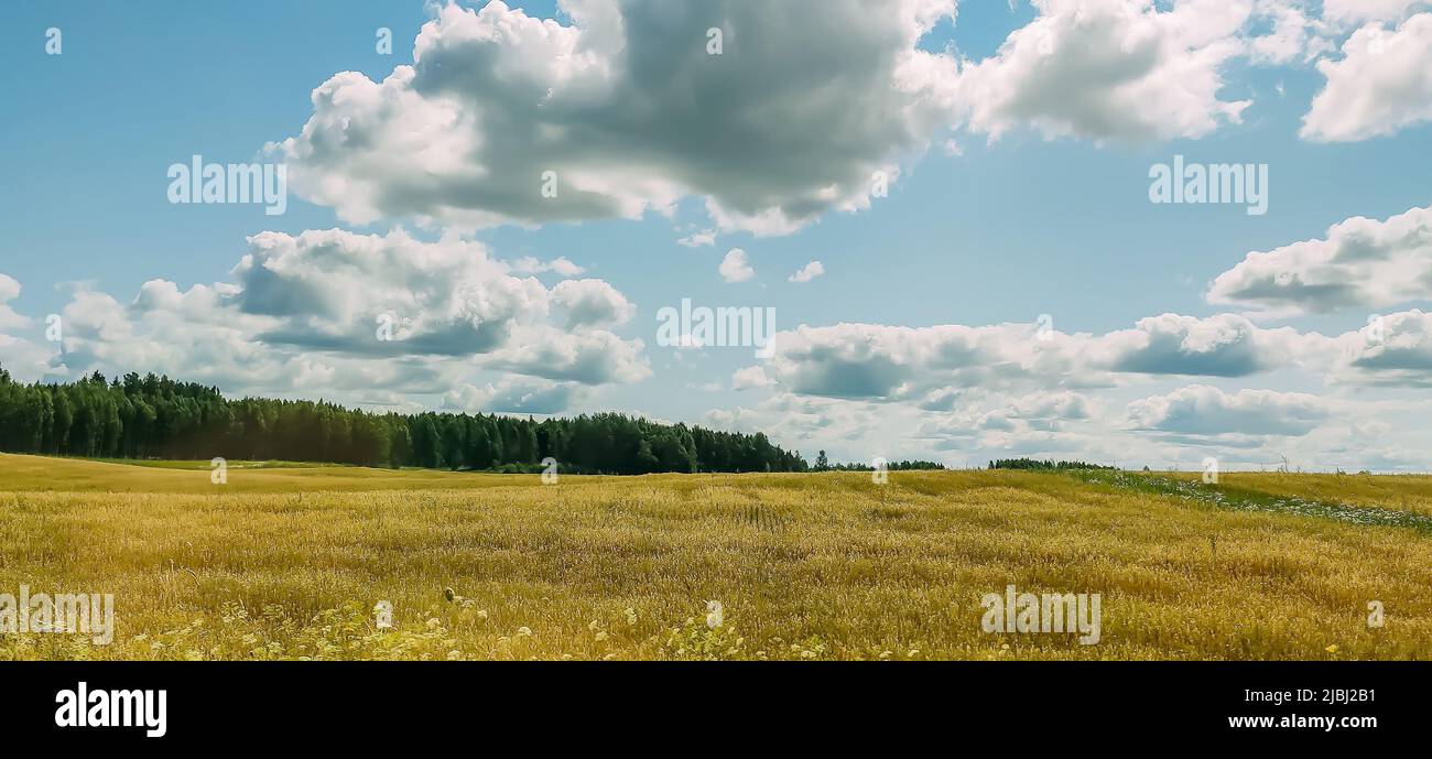 Landscape in countryside field in summer. Stock Photo
