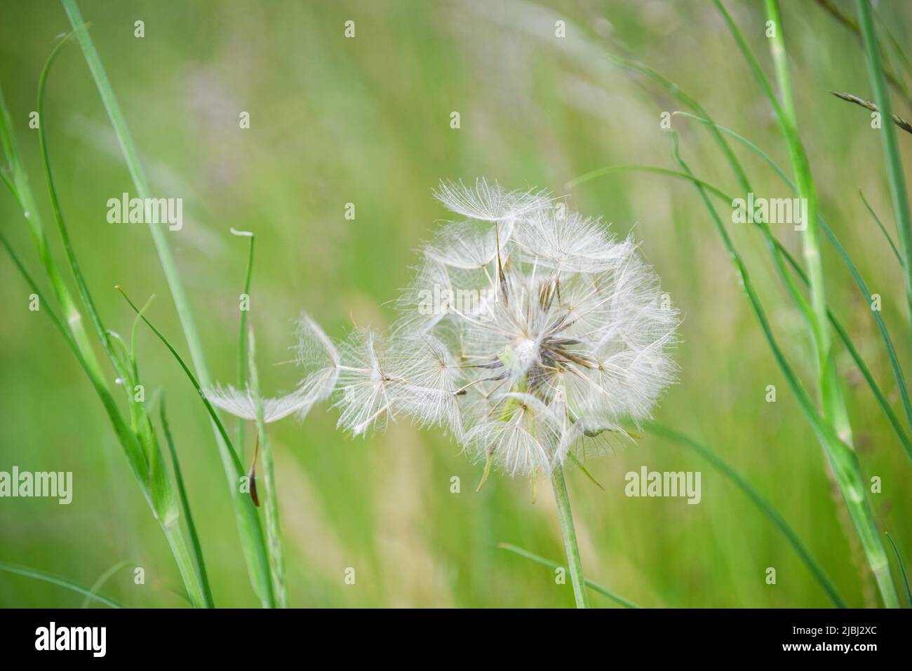 Dandelion seeds blowing from the plant with green meadow background Stock Photo