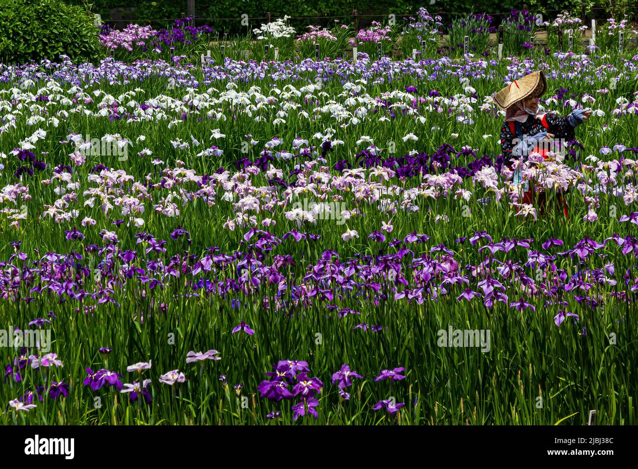 The Yokosuka Iris Garden or Shobuen is one of Japan’s largest iris