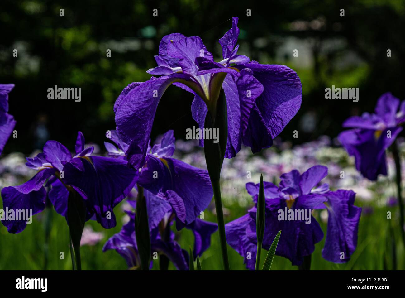 The iris is a flower that blooms in late spring and early summer, usually peaking in June. These delicate flowers blossom everywhere in Japan during t Stock Photo