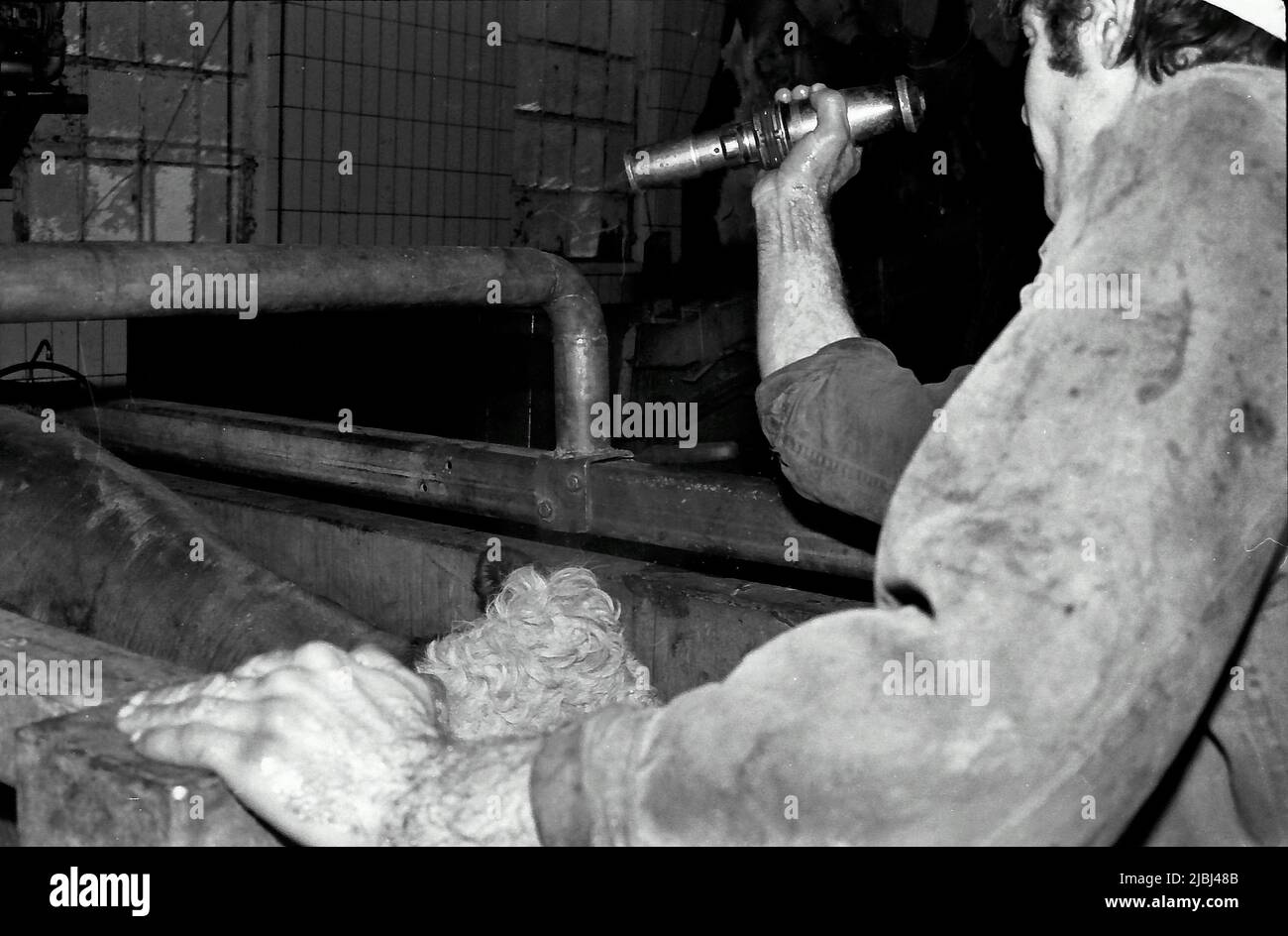 16 12 1991 leiden the netherlands slaughterhouse stock photo alamy