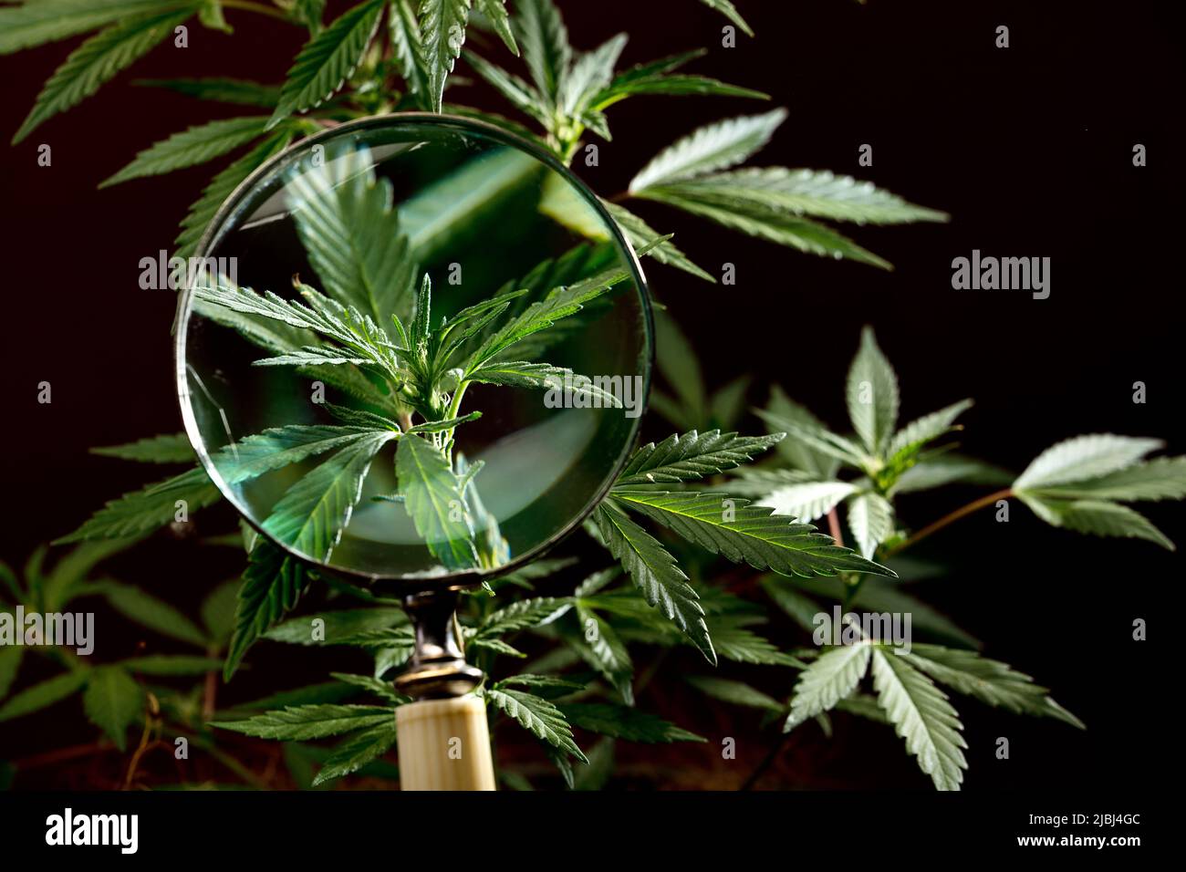 marijuana plant seen with magnifying glass black background Stock Photo