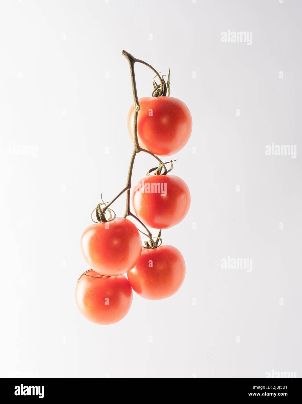 Tomato on the vine isolated on a white background Stock Photo - Alamy