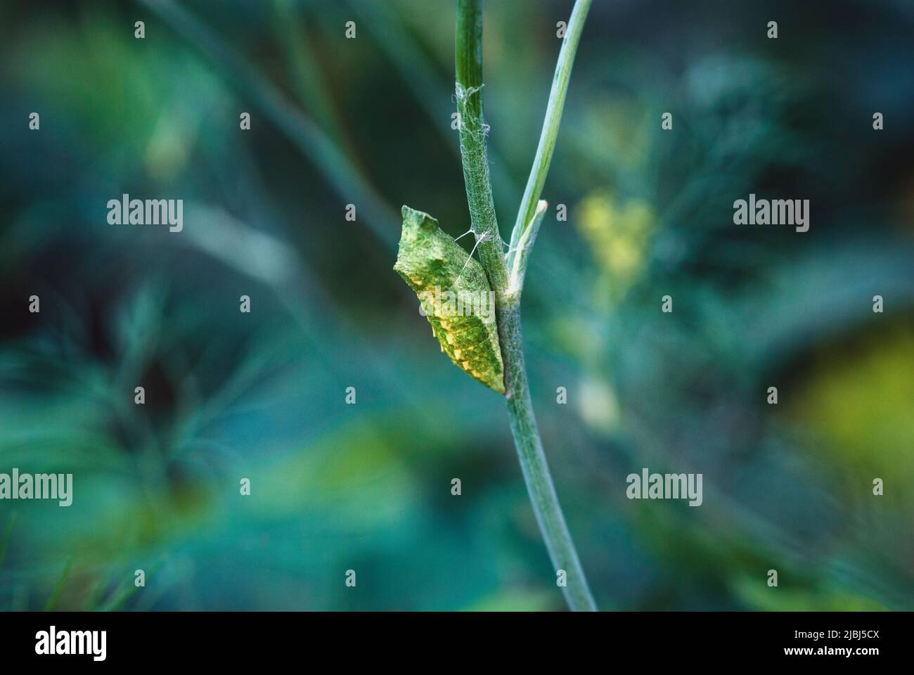 Papilio zelicaon pupa on dill plant stem, Swallowtail, butterfly
