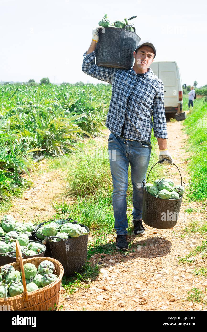 Gardener carrying buckets full of artichokes Stock Photo