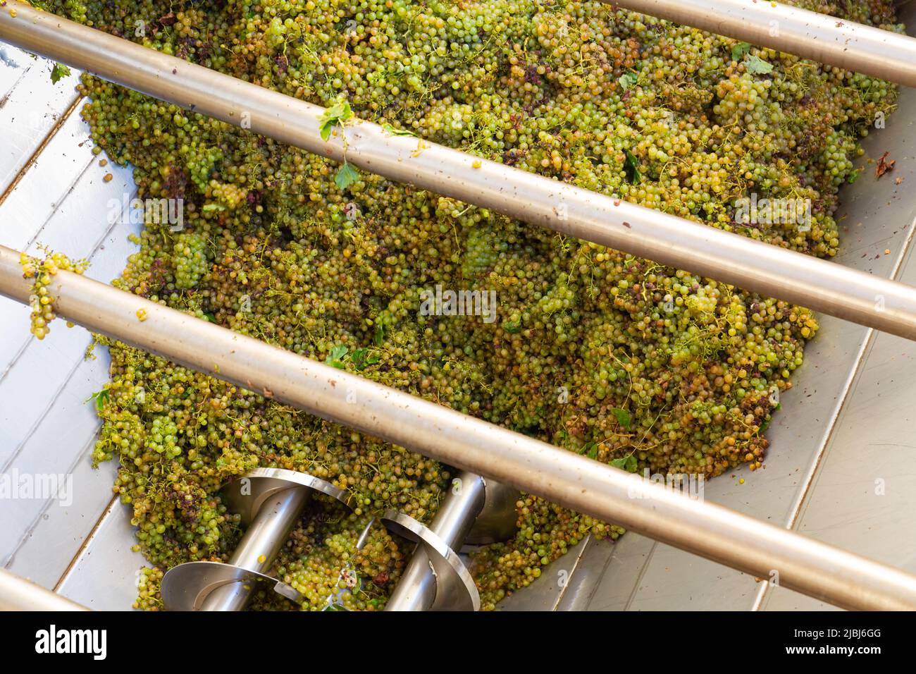 White grape in crusher destemmer, winemaking process Stock Photo Alamy