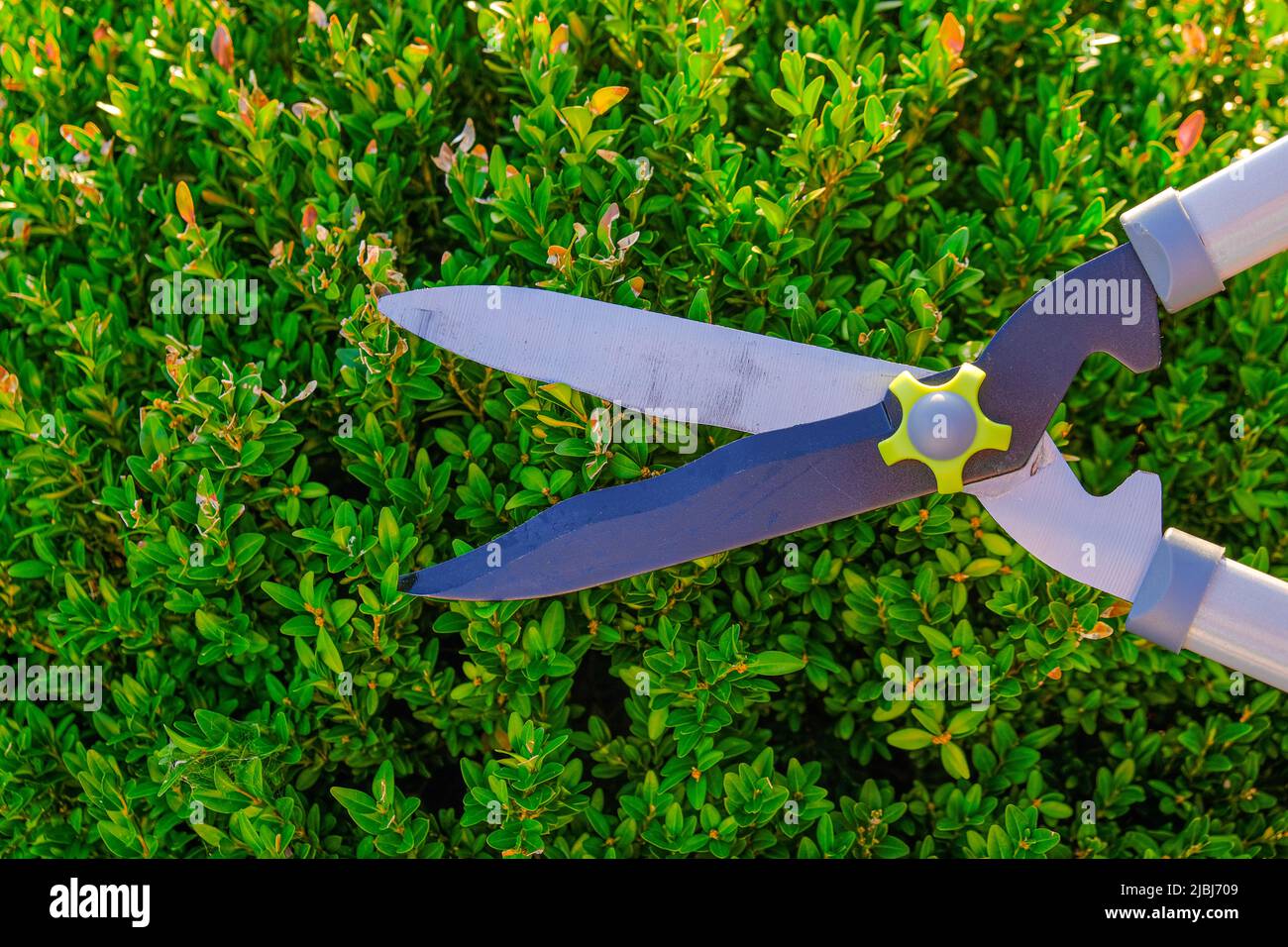 Boxwood pruning.Topiary pruning.Shearing and shaping boxwood .Plant pruning.Round shape of boxwood.Garden shears a boxwood.Tool for plant formation  Stock Photo